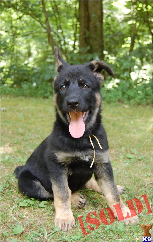 German Shepherds Puppies~Drama vd Schotterstrasse SOLD